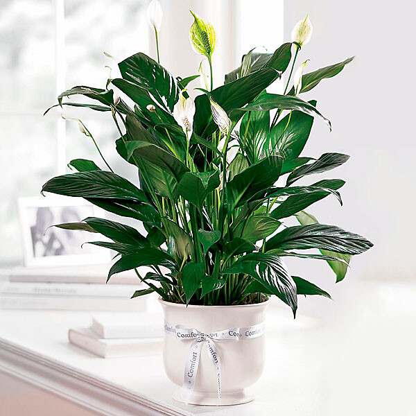 Comfort&amp;trade; Planter